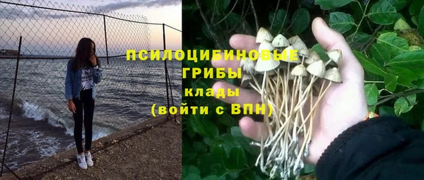 сатива Нефтекумск