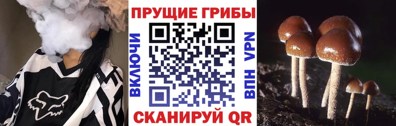 Псилоцибиновые грибы GOLDEN TEACHER  нарко площадка телеграм  Приморско-Ахтарск 